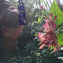 两面派六盲星