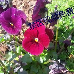 禁区视频免费观看 （铜板��