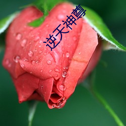 逆天(tiān)神尊