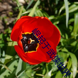 崛起于武侠(xiá)世界(jiè)
