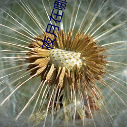夜月在哪下載
