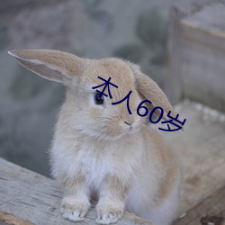 本人(人)60岁