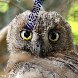 皇後劉黑胖