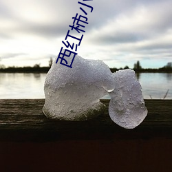 西红柿小说网