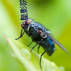 華星影院