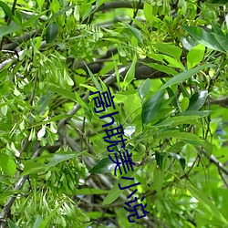 高h耽美小說