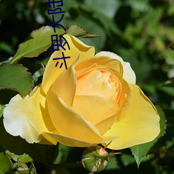 斗罗大陆唐门英雄传