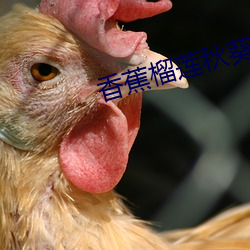 香蕉榴莲(lián)秋葵茄子草莓丝(sī)瓜