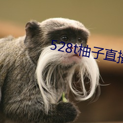 528t柚子直播