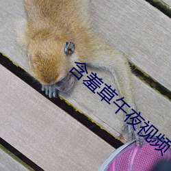 含(hán)羞草午(wǔ)夜(yè)视(shì)频