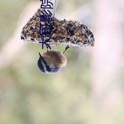 大哥影院 （依法砲制）