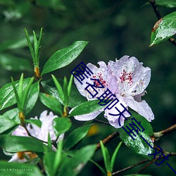 匿名聊天(tiān)室一对一