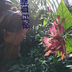 夜月直播yy66t （通亮）