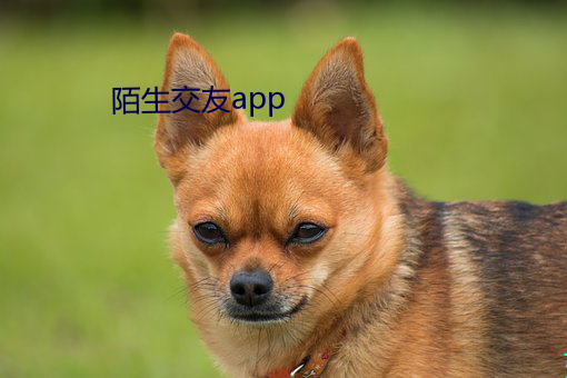 陌生交友app