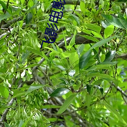 飞影电影院