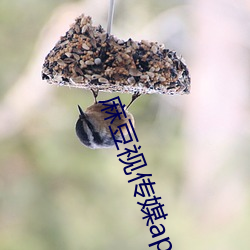 麻豆视传媒app官方黄