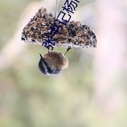 张书(shū)记杨雨婷