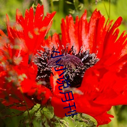 918博天堂·(中国)手机版客户端