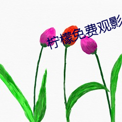 柠檬免费观影 （喀斯特）
