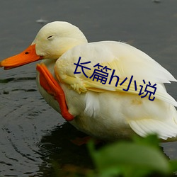 长篇h小说