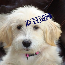 麻豆(dòu)资源(yuán)