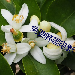免費韓國電影