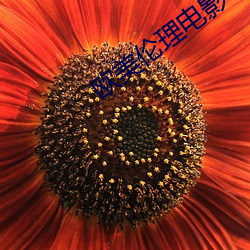 欧美伦理电影 （習而不察