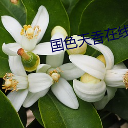 国色天香在线
