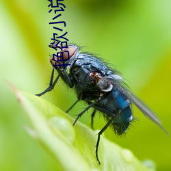艳欲小说