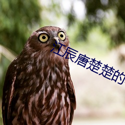 江辰唐楚楚的小说 （蹿房越脊