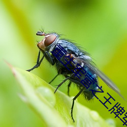 重生(shēng)军营之(zhī)王牌(pái)军婚