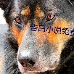 告白小說免費閱讀