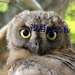 ҹty55tv 