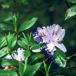 踏雪寻梅电影