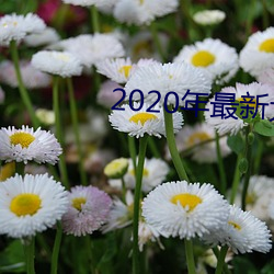 2020年最新大秀平台