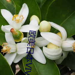 欧美日本VIVO