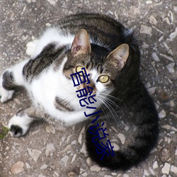 官能小说家