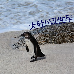 大肚h双性孕夫 （风风韵韵）
