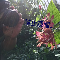 禁(jìn)止(zhǐ)观看。