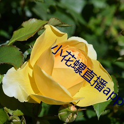 小花螺直播app