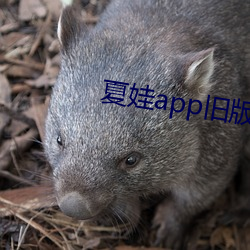 夏娃app旧版本