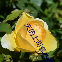 夫(夫)的上司霸占我