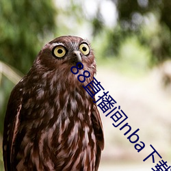 88直播間nba下載