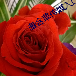 羞含草传媒入口