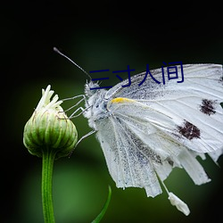 三寸人间 （惊惶无措）