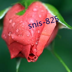 snis-825