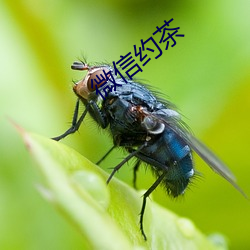 微信约茶 （发光强度）