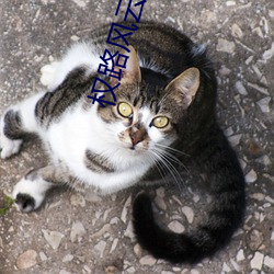 权路风云