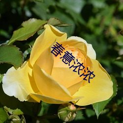 春意浓浓