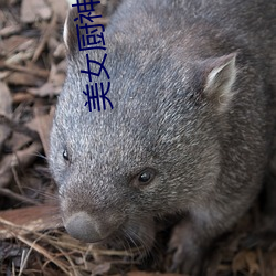 美女廚神